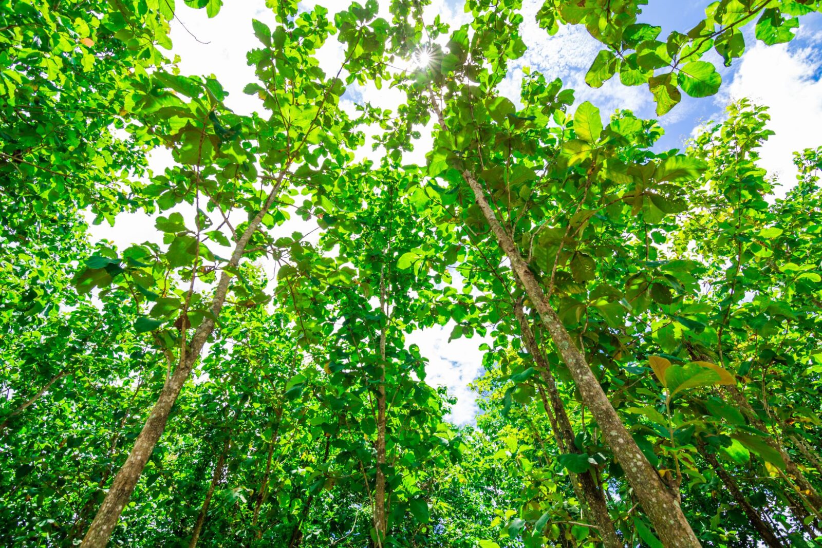 teak forest blog vaterra